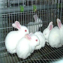 Cage de lapin de vente chaude